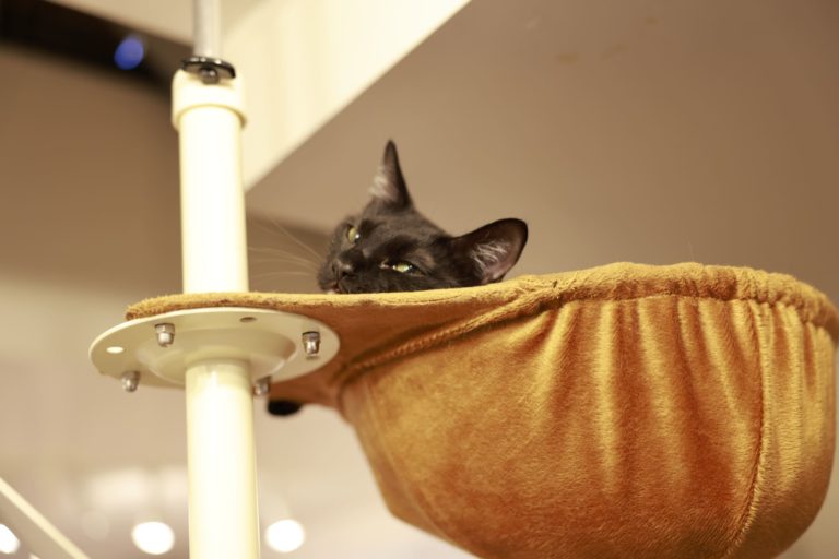 懐っこいオクト